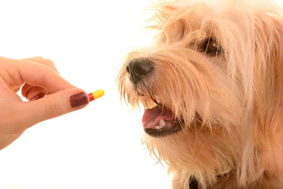강아지 영양제 추천 순위 10가지 효능 효과 확인하기